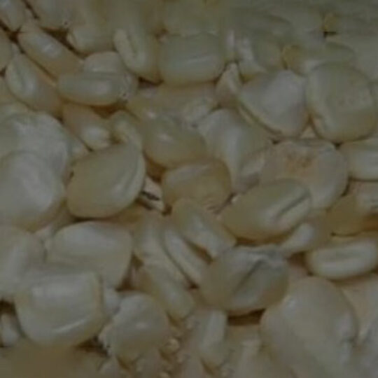 Gritsly-WM-Maize