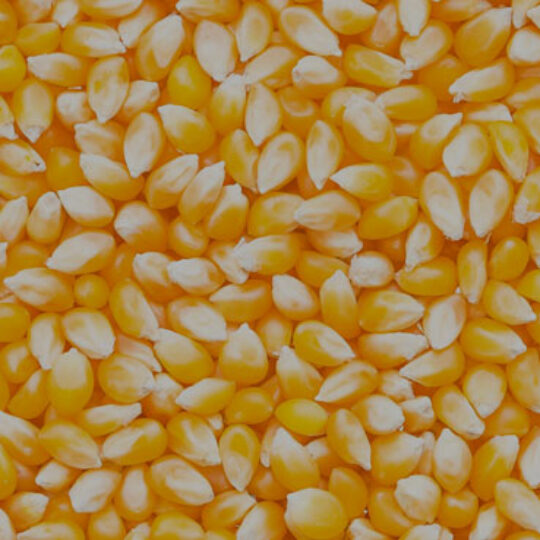Gritsly-YM-maize